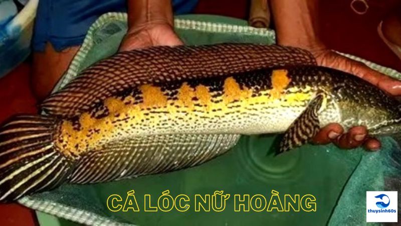 Cá Lóc Nữ Hoàng