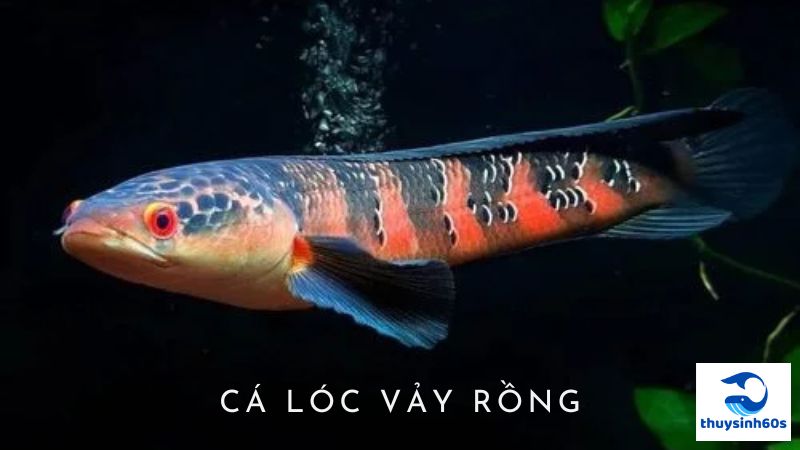 Cá Lóc Vảy Rồng