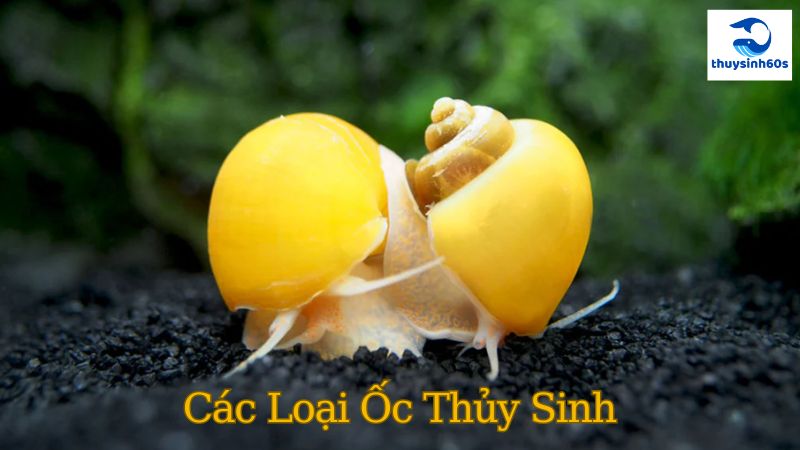 Các Loại Ốc Thủy Sinh