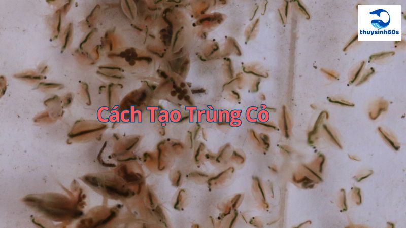 Cách Tạo Trùng Cỏ