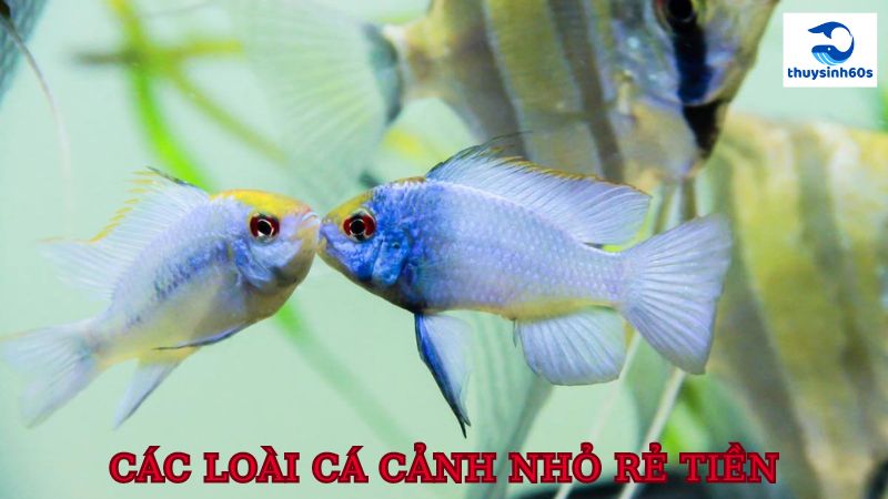 Các Loài Cá Cảnh Nhỏ Rẻ Tiền