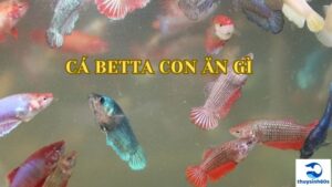 Cá Betta Con Ăn Gì