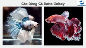 các dòng cá betta galaxy