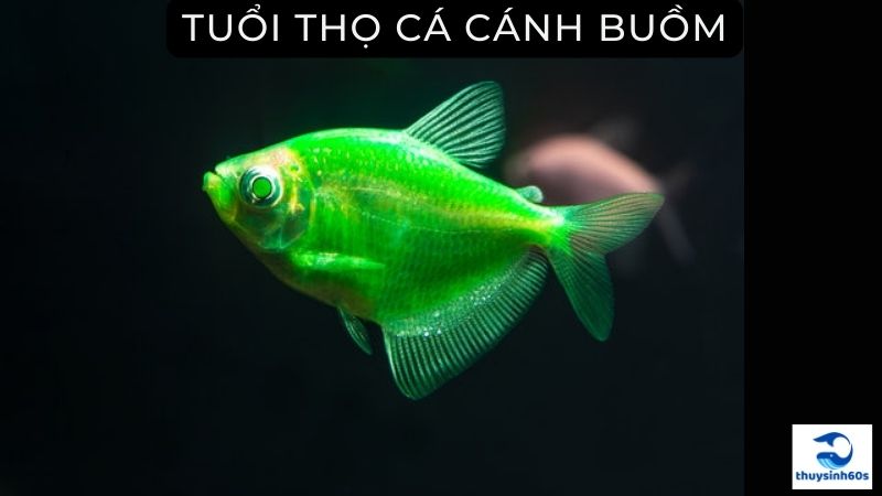 Tuổi Thọ Cá Cánh Buồm