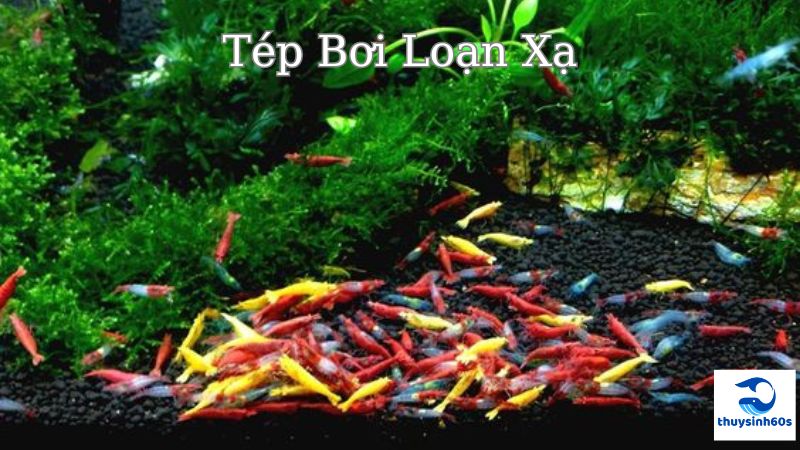 Tép Bơi Loạn Xạ