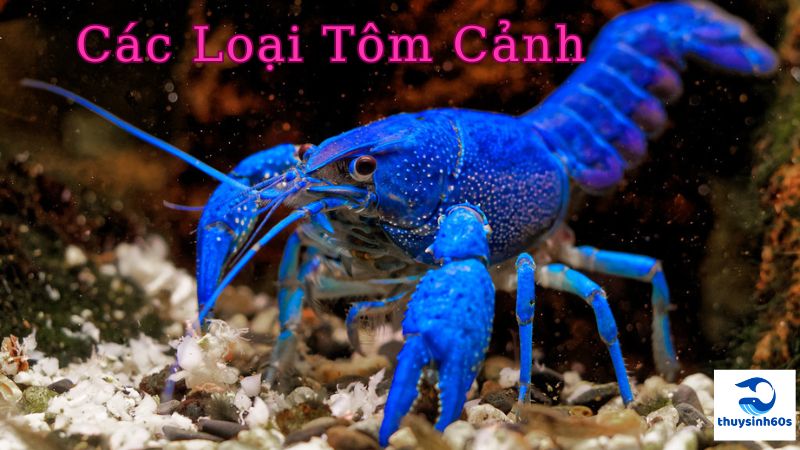 Các Loại Tôm Cảnh