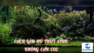 Cách Làm Hồ Thủy Sinh Không Cần CO2