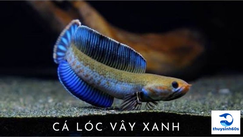 Cá Lóc Vây Xanh