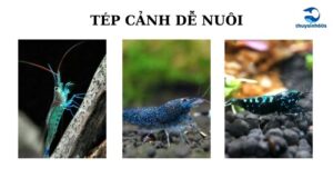 Tép Cảnh Dễ Nuôi