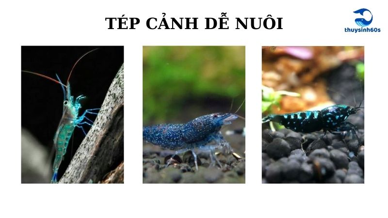 Tép Cảnh Dễ Nuôi