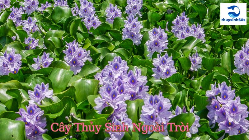 Cây Thủy Sinh Ngoài Trời