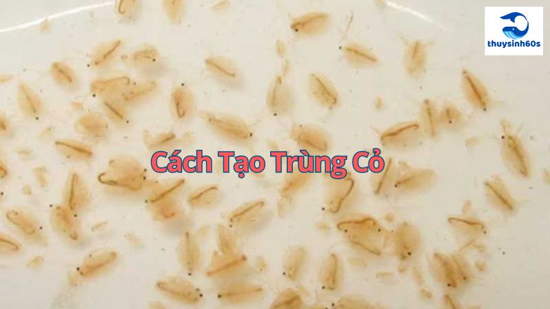 Cách Tạo Trùng Cỏ