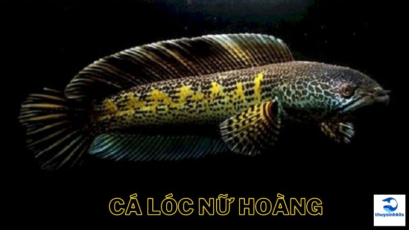 Cá Lóc Nữ Hoàng