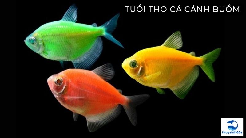 Tuổi Thọ Cá Cánh Buồm