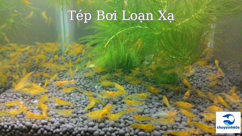 Tép Bơi Loạn Xạ