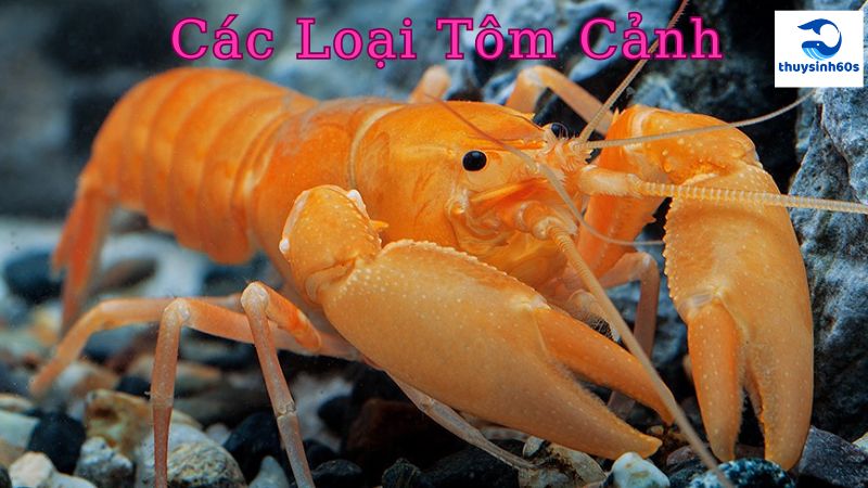 Các Loại Tôm Cảnh