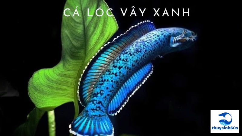 Cá Lóc Vây Xanh