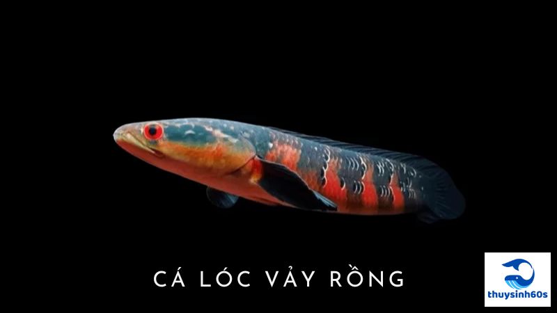 Cá Lóc Vảy Rồng