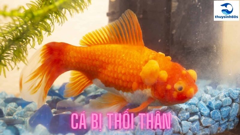 cá bị thối thân