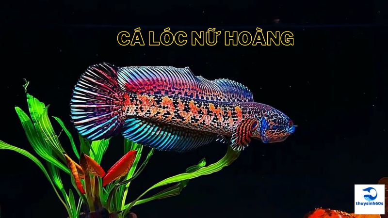 Cá Lóc Nữ Hoàng