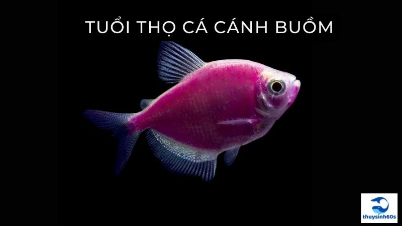 Tuổi Thọ Cá Cánh Buồm