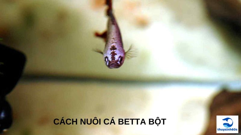 Cách Nuôi Cá Betta Bột