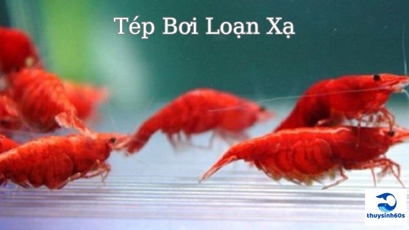 Tép Bơi Loạn Xạ