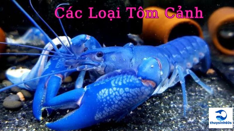 Các Loại Tôm Cảnh