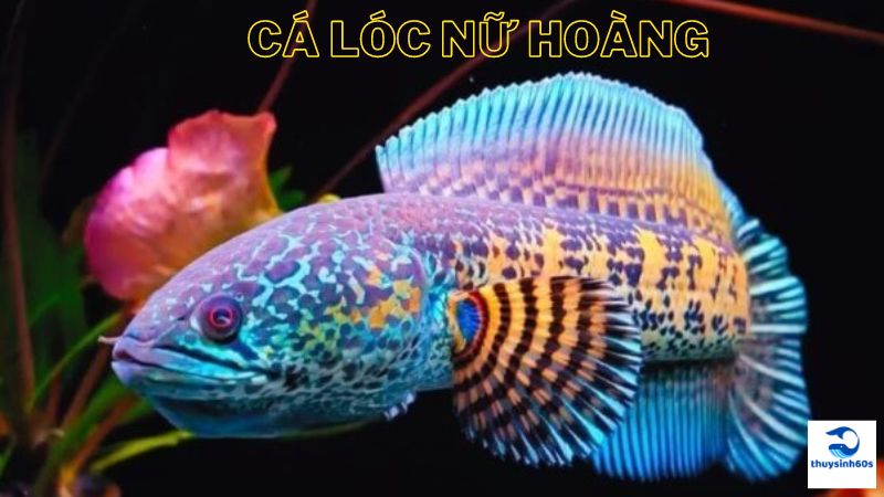 Cá Lóc Nữ Hoàng