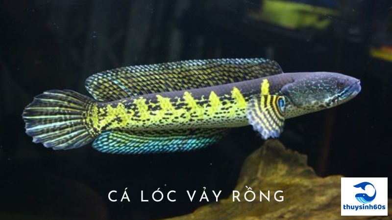 Cá Lóc Vảy Rồng