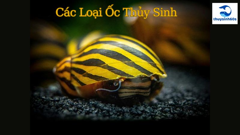 Các Loại Ốc Thủy Sinh