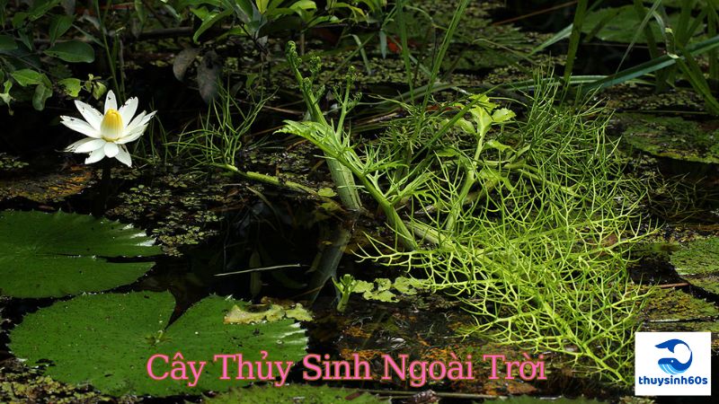 Cây Thủy Sinh Ngoài Trời