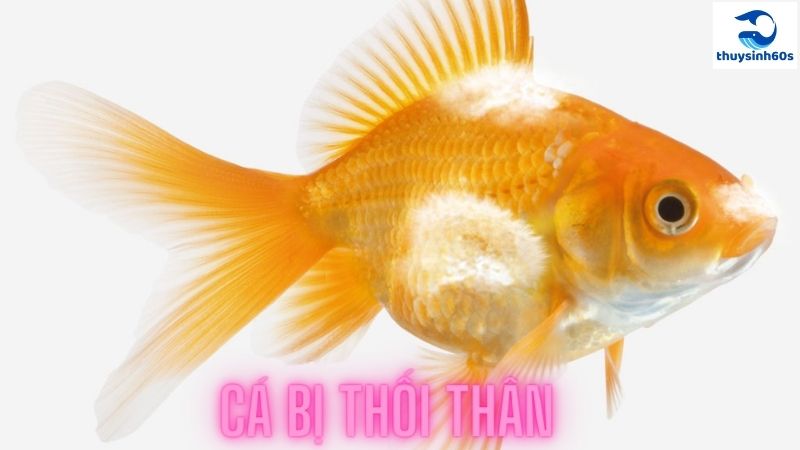 cá bị thối thân