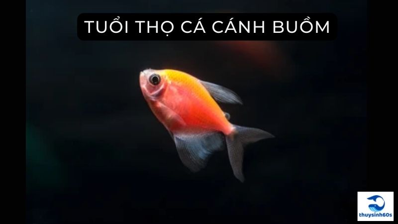 Tuổi Thọ Cá Cánh Buồm