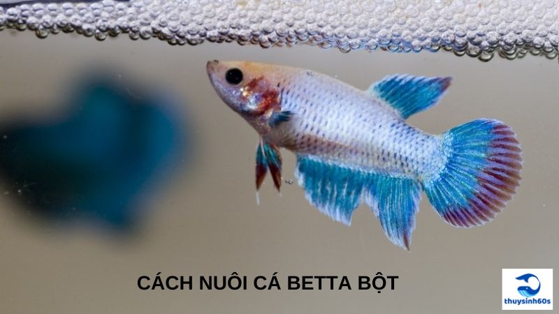 Cách Nuôi Cá Betta Bột