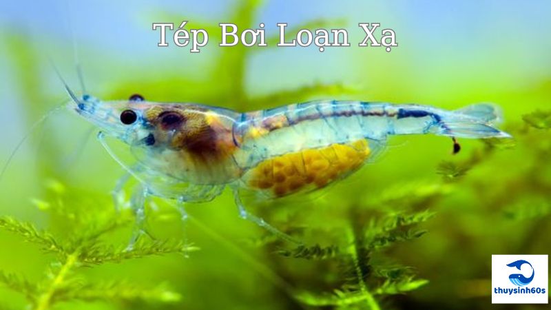 Tép Bơi Loạn Xạ