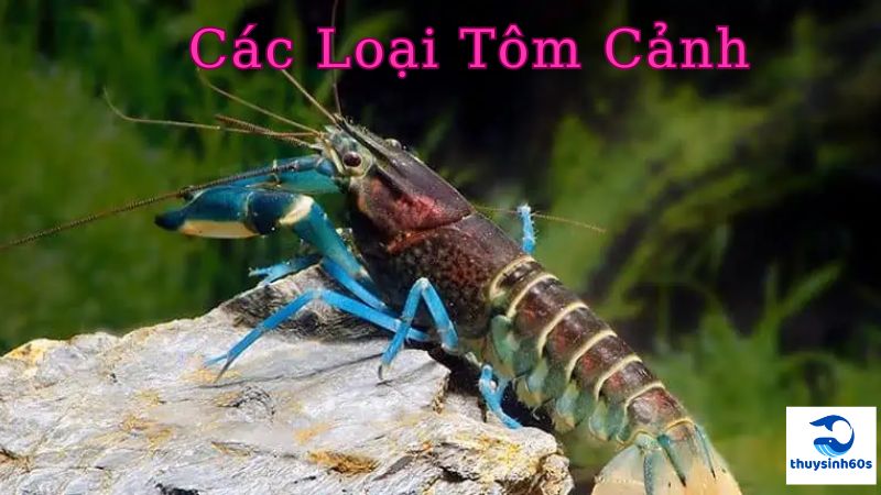 Các Loại Tôm Cảnh