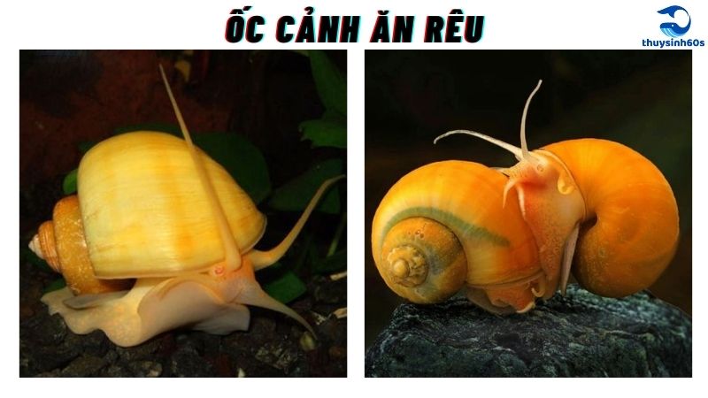 Ốc Cảnh Ăn Rêu