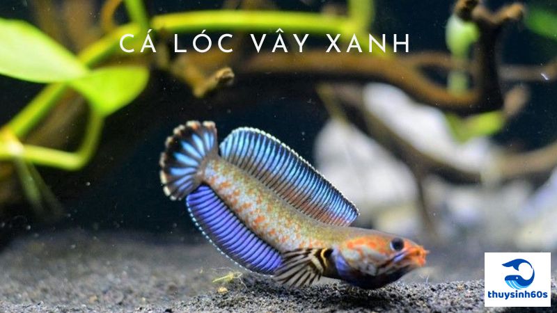 Cá Lóc Vây Xanh