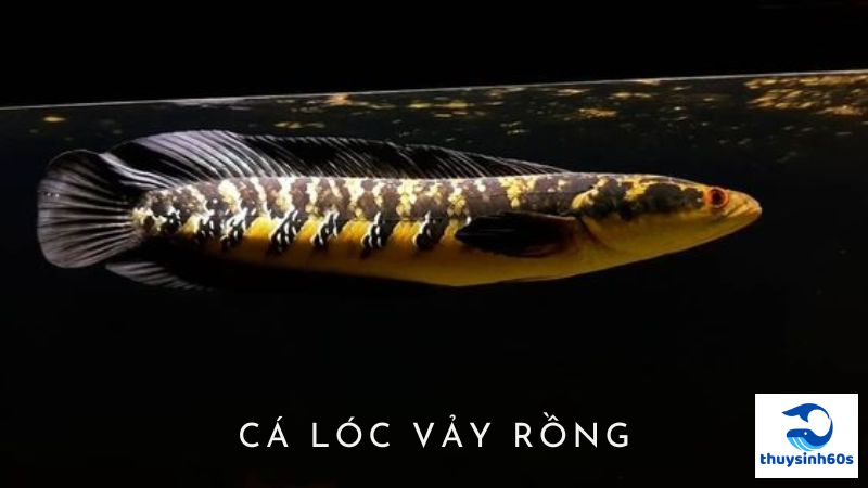 Cá Lóc Vảy Rồng