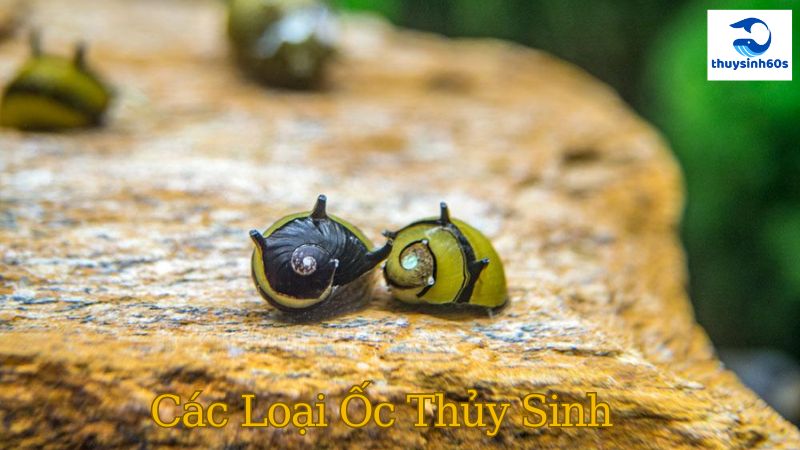 Các Loại Ốc Thủy Sinh