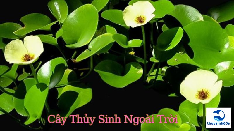 Cây Thủy Sinh Ngoài Trời