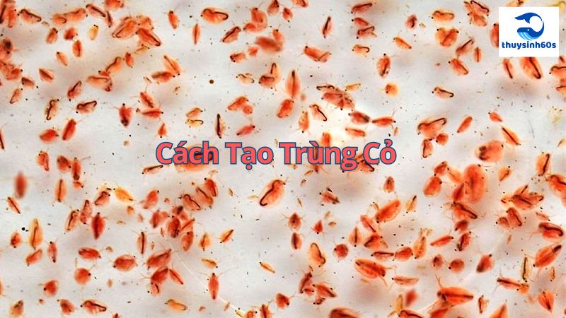 Cách Tạo Trùng Cỏ