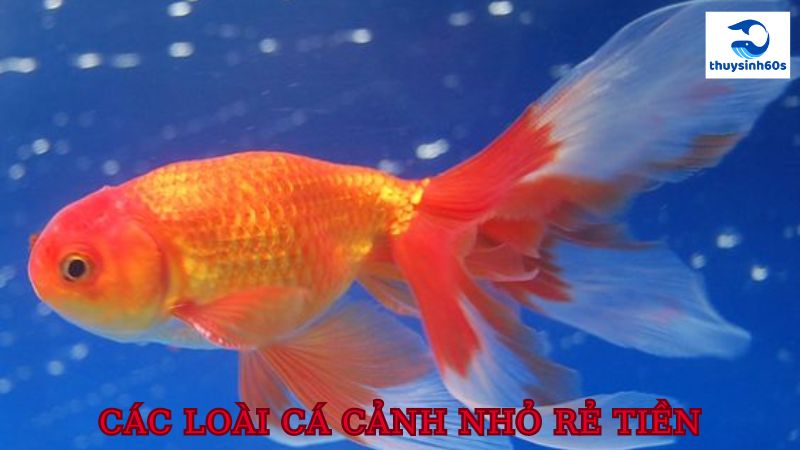 Các Loài Cá Cảnh Nhỏ Rẻ Tiền