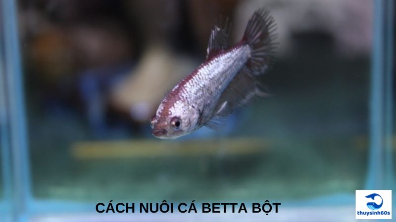 Cách Nuôi Cá Betta Bột