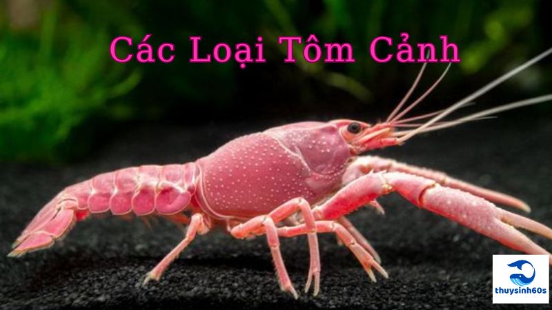 Các Loại Tôm Cảnh