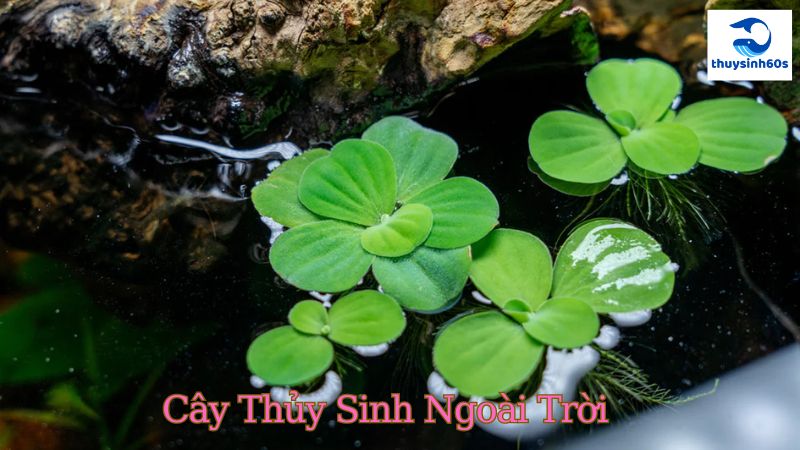 Cây Thủy Sinh Ngoài Trời