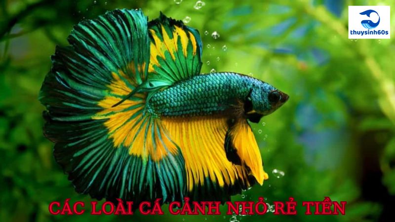 Các Loài Cá Cảnh Nhỏ Rẻ Tiền