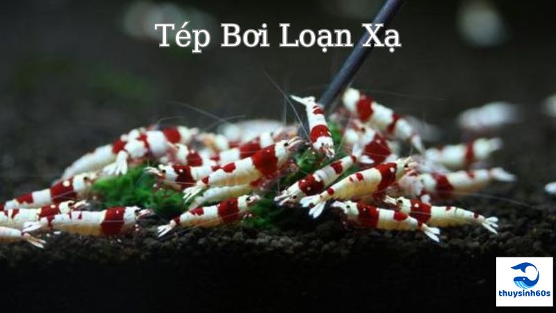 Tép Bơi Loạn Xạ