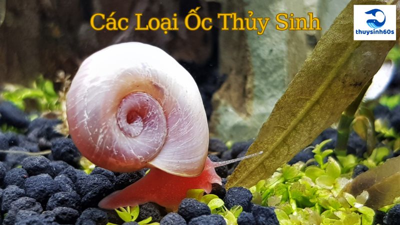 Các Loại Ốc Thủy Sinh